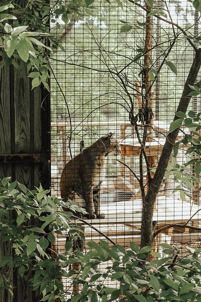 The Animals of the World Exhibit is place to visit while in Frisco, Texas.