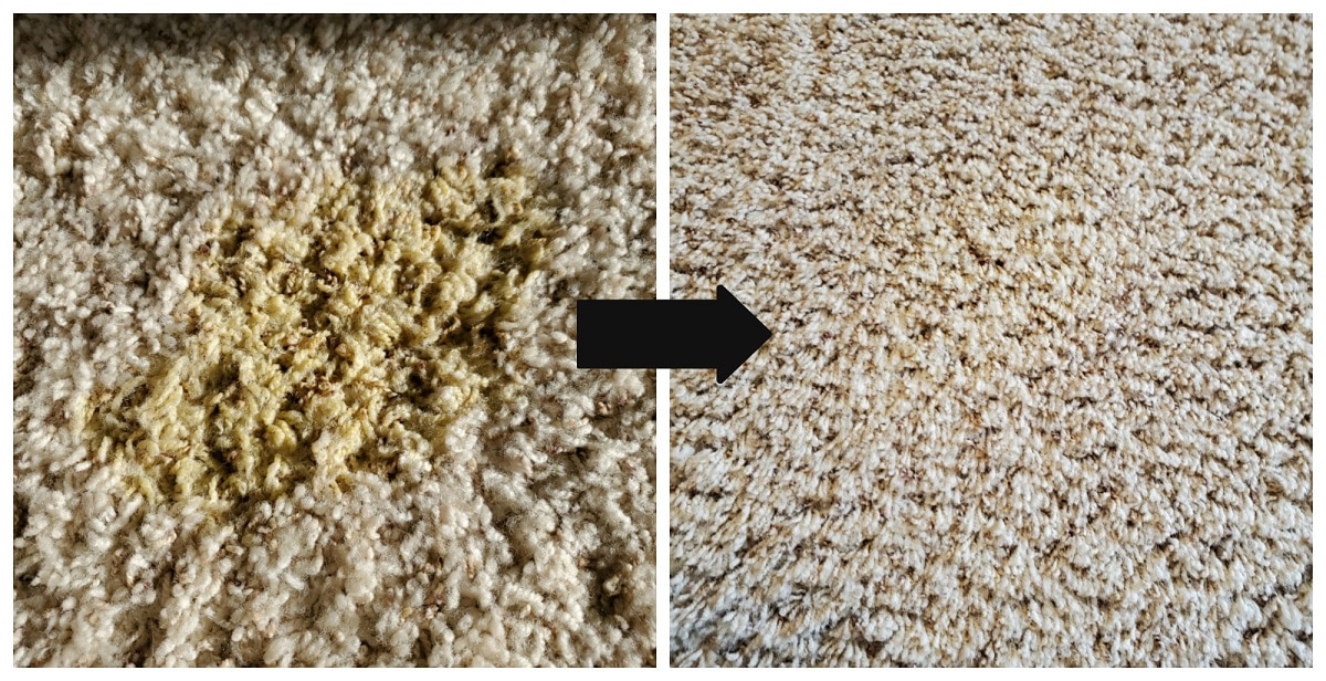 How to Remove Old and New Carpet Pet Stains