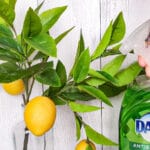 12 Surprising Uses for Dawn Dish Soap 12 Surprising Uses for Dawn Dish Soap