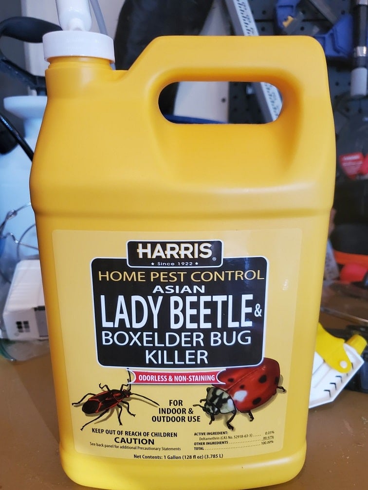 Best Asian Beetle & Boxelder Bug Spray - My Heavenly Recipes