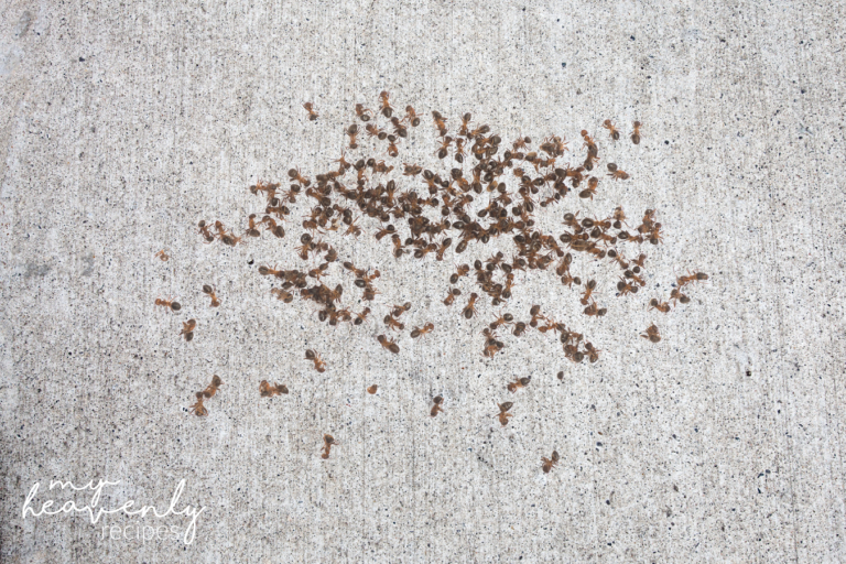 How to Kill Fire Ants (Homemade Solution) My Heavenly Recipes