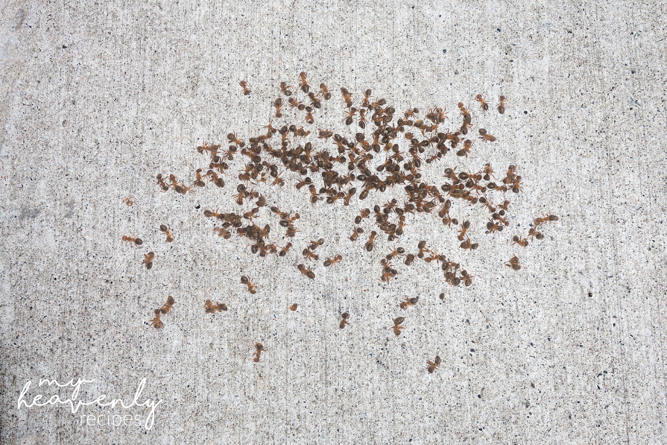 How to Kill Fire Ants (Homemade Solution)