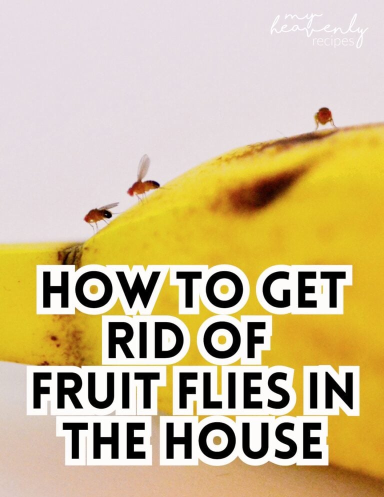How to Get Rid of Fruit Flies in the House My Heavenly Recipes