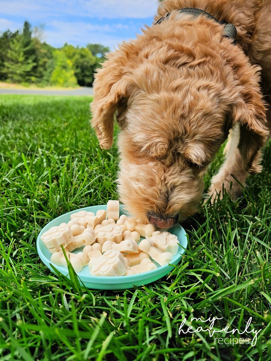 frozen-yogurt-dog-treats-recipe-my-heavenly-recipes